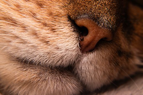 Free Macro shot highlighting the detailed fur and nose of a sleeping cat. Stock Photo