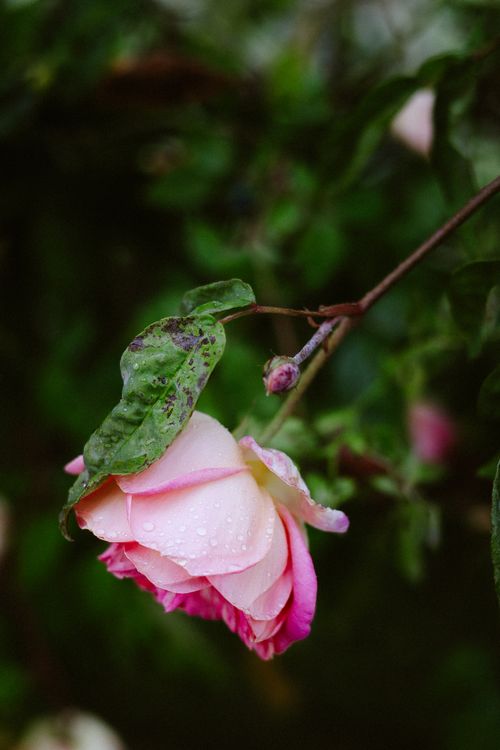 Free Close-up of a pink rose with dew droplets and green leaves, captured in Italy. Perfect for floral themes. Stock Photo