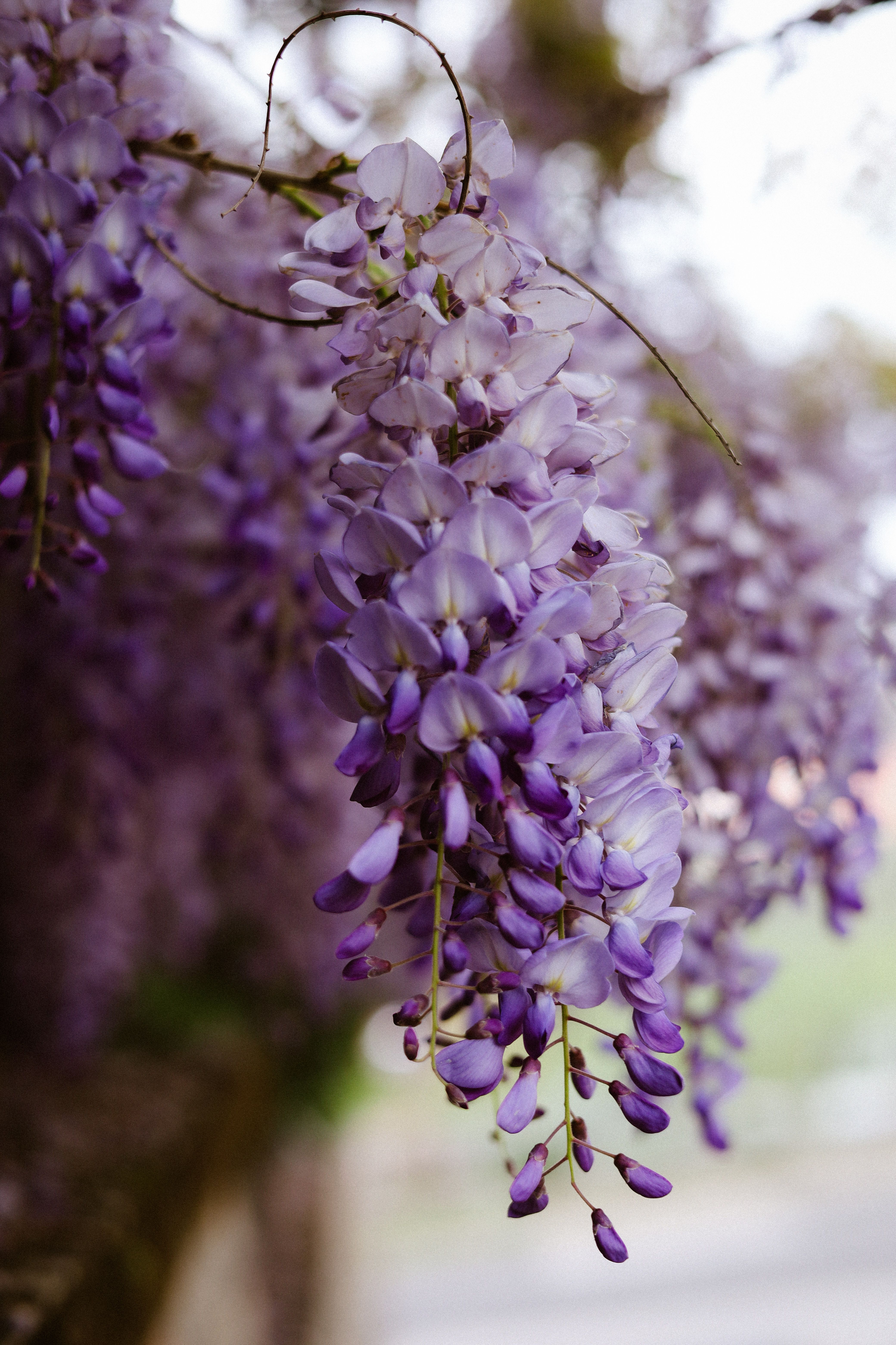 Close-Up of Blooming Wisteria Flowers  Free Stock Photo