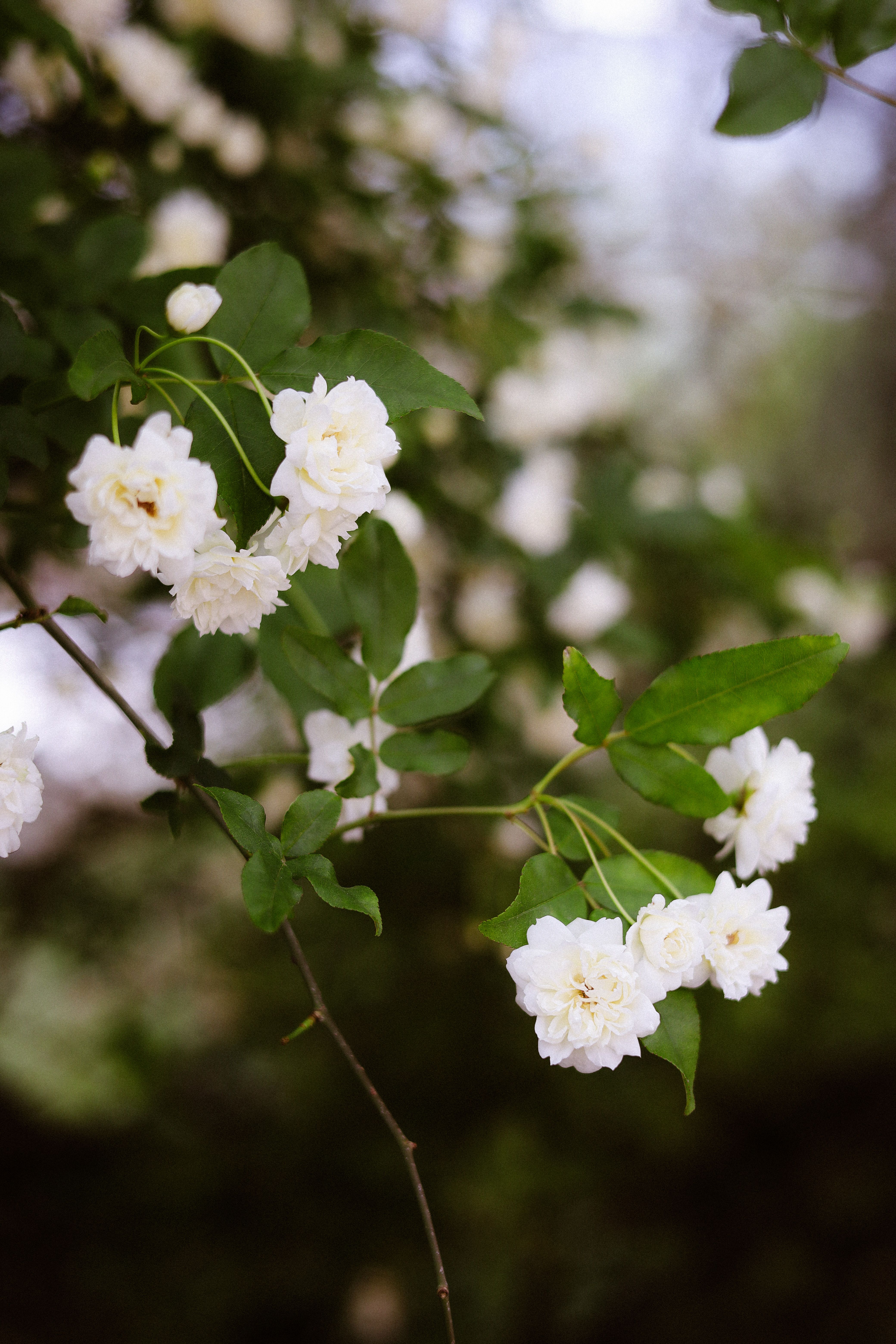 Beautiful white roses in full bloom amidst lush green leaves in an Italian garden.
