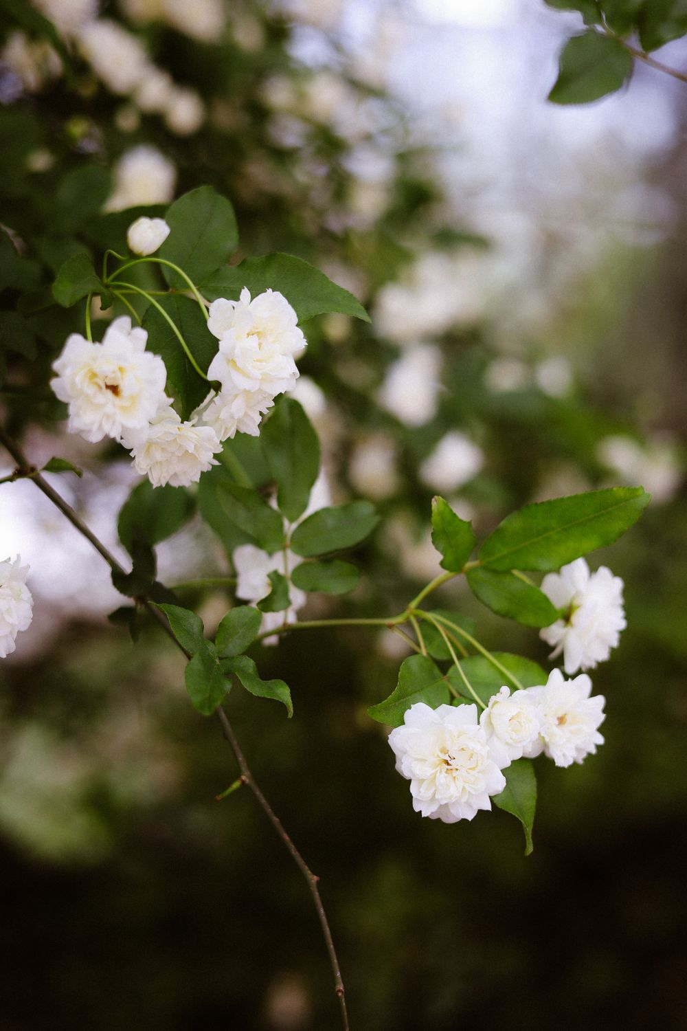 Delicate White Roses Delicate White Roses Bloom in Italian Garden · Free Stock Photo