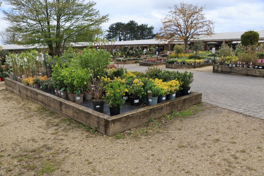 Retail center plant nursery and seasonal color program