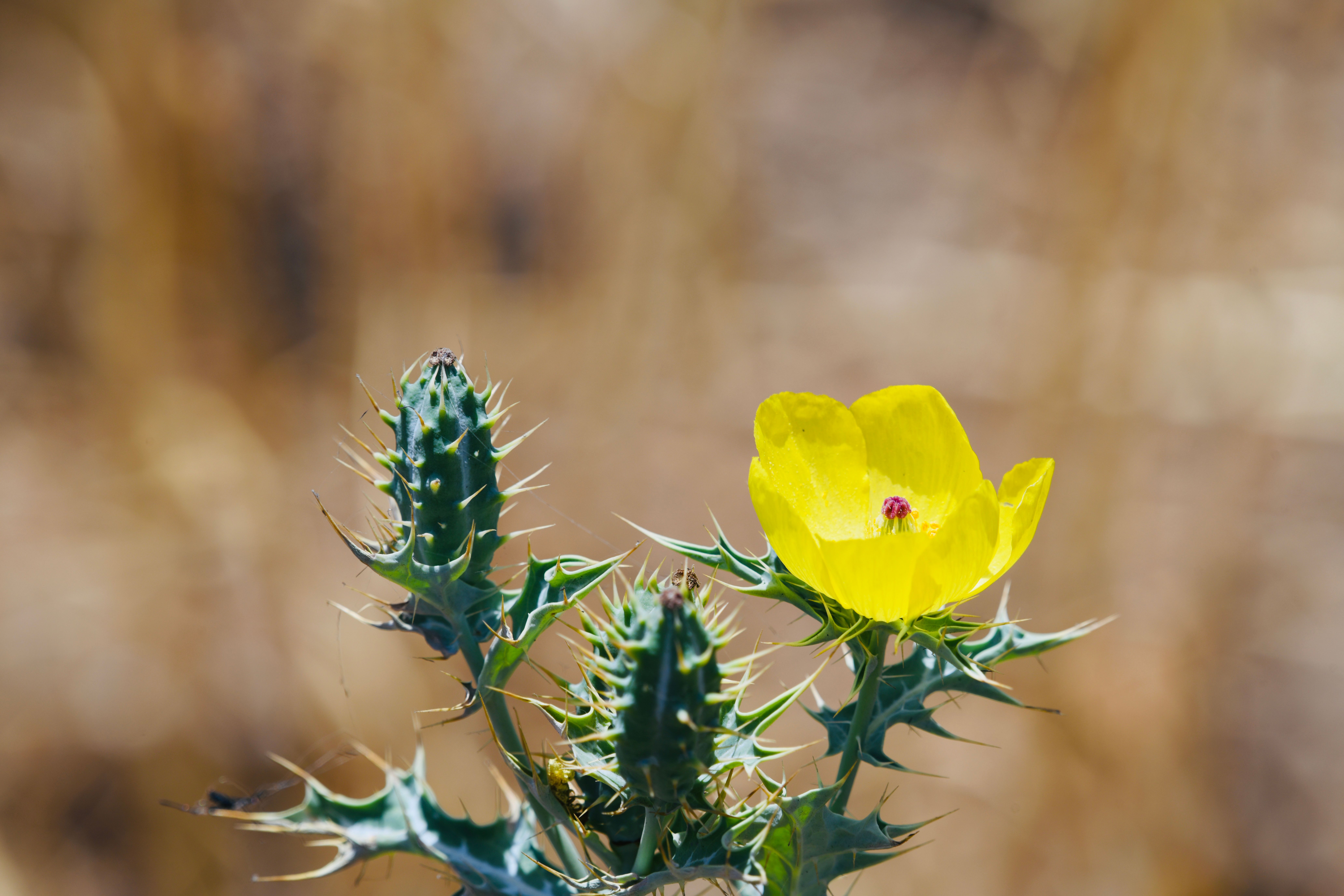 Close-up of a vibrant yellow flower blooming amidst spiky leaves in Ujjain, India.