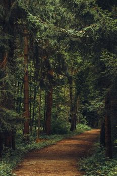 Explore a serene forest pathway in Zurich, Switzerland, surrounded by lush greenery and tranquility.