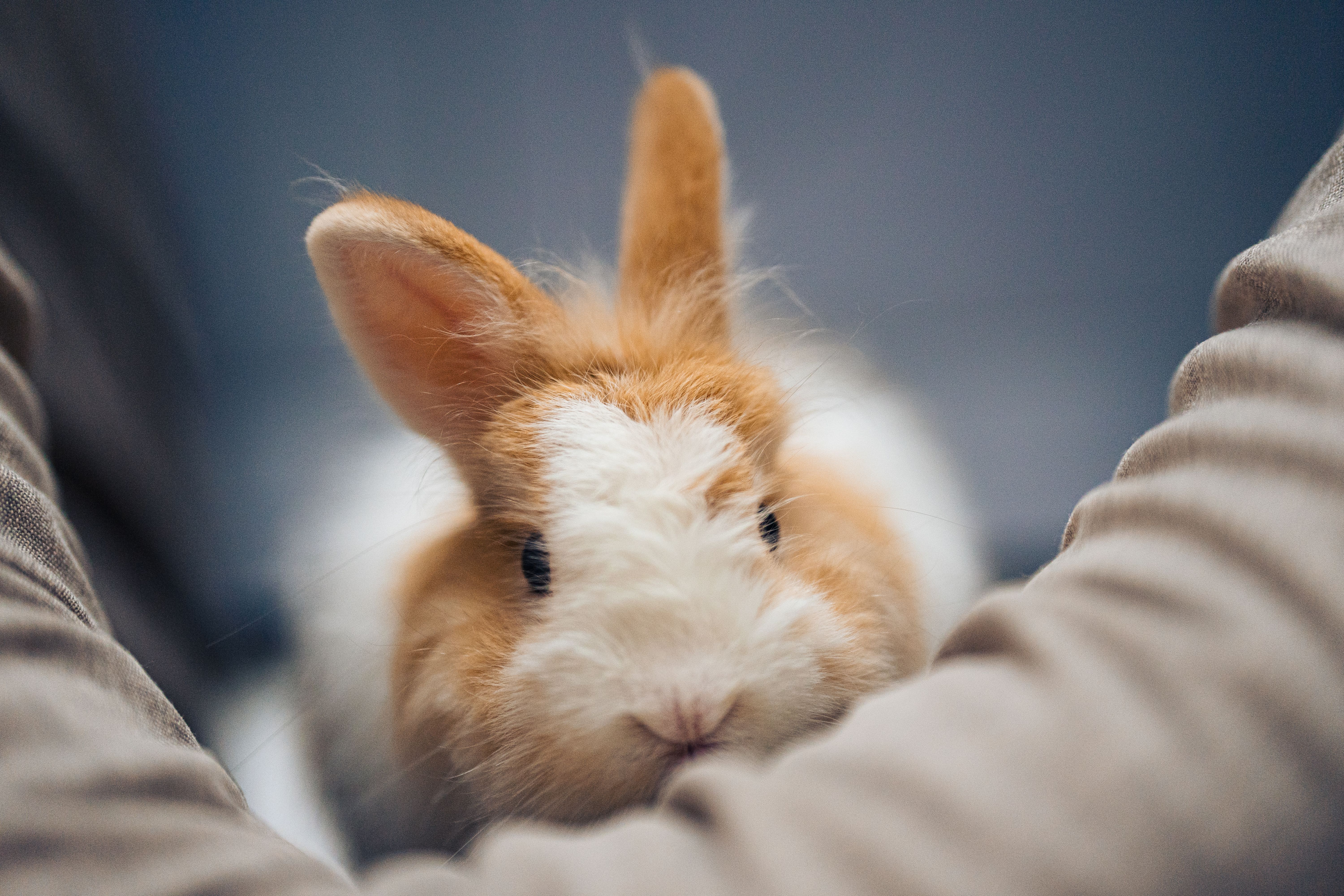 pet care pet health — Photo by Clarence Chan on Pexels
