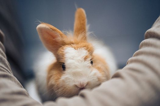 rabbit photo