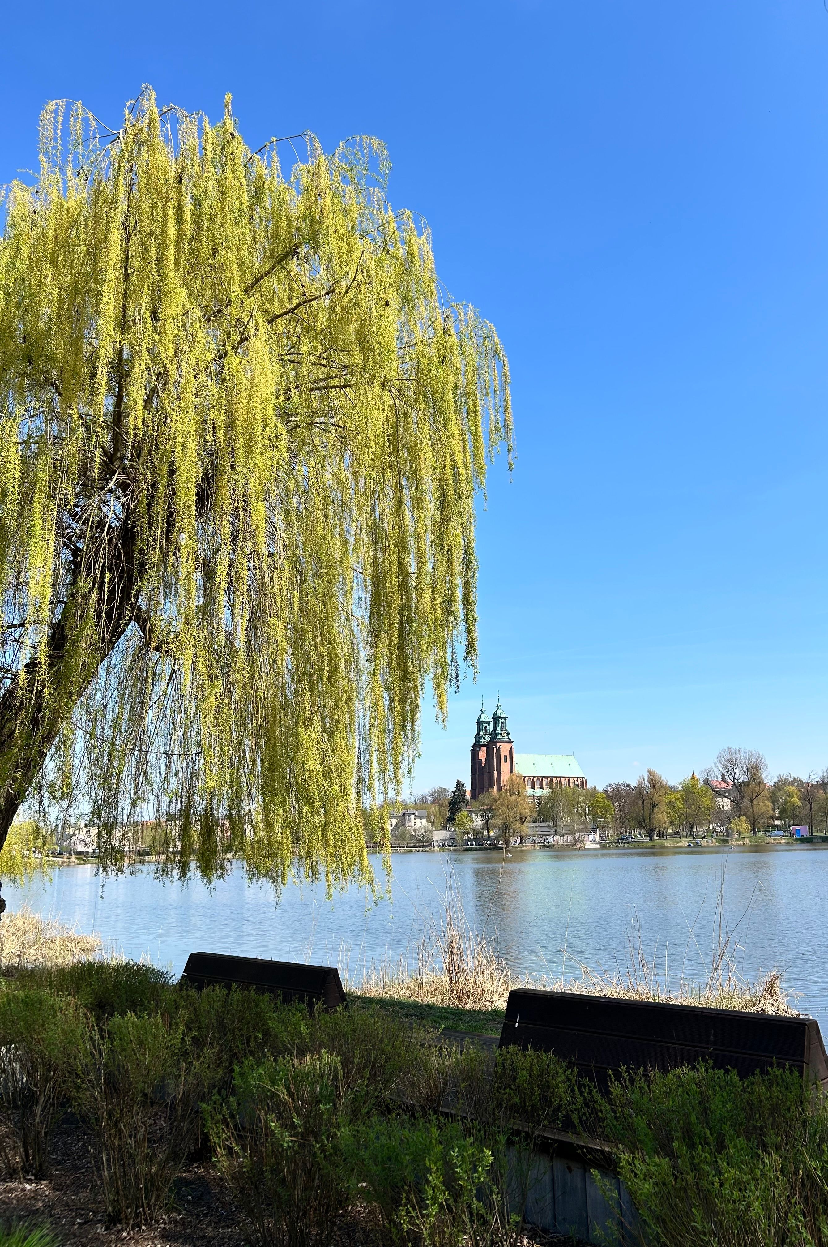 Scenic Riverside View with Cathedral and Willow Tree · Free Stock Photo