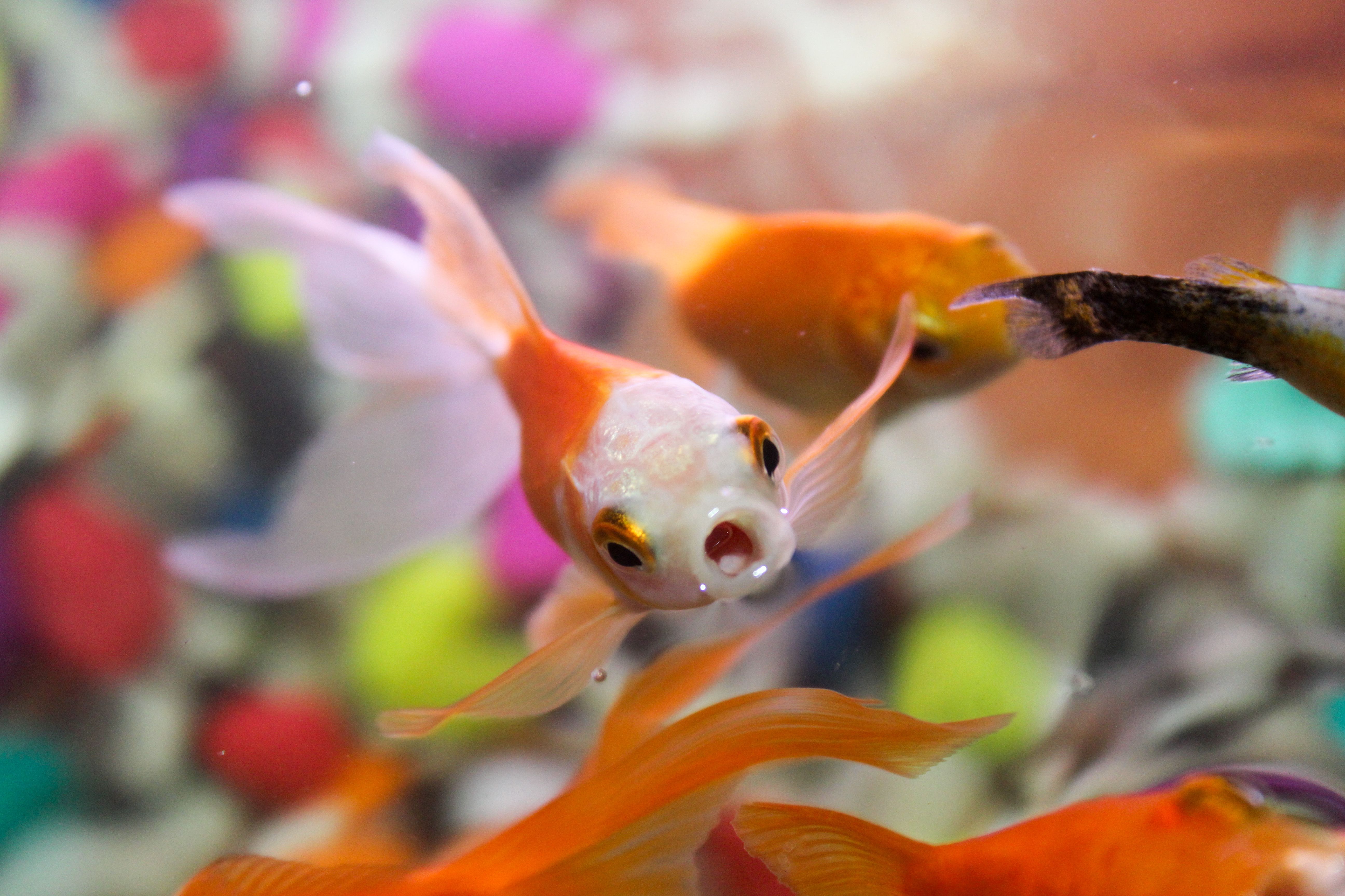 Vibrant goldfish swimming in a colorful aquarium. Perfect for aquatic-themed collections.
