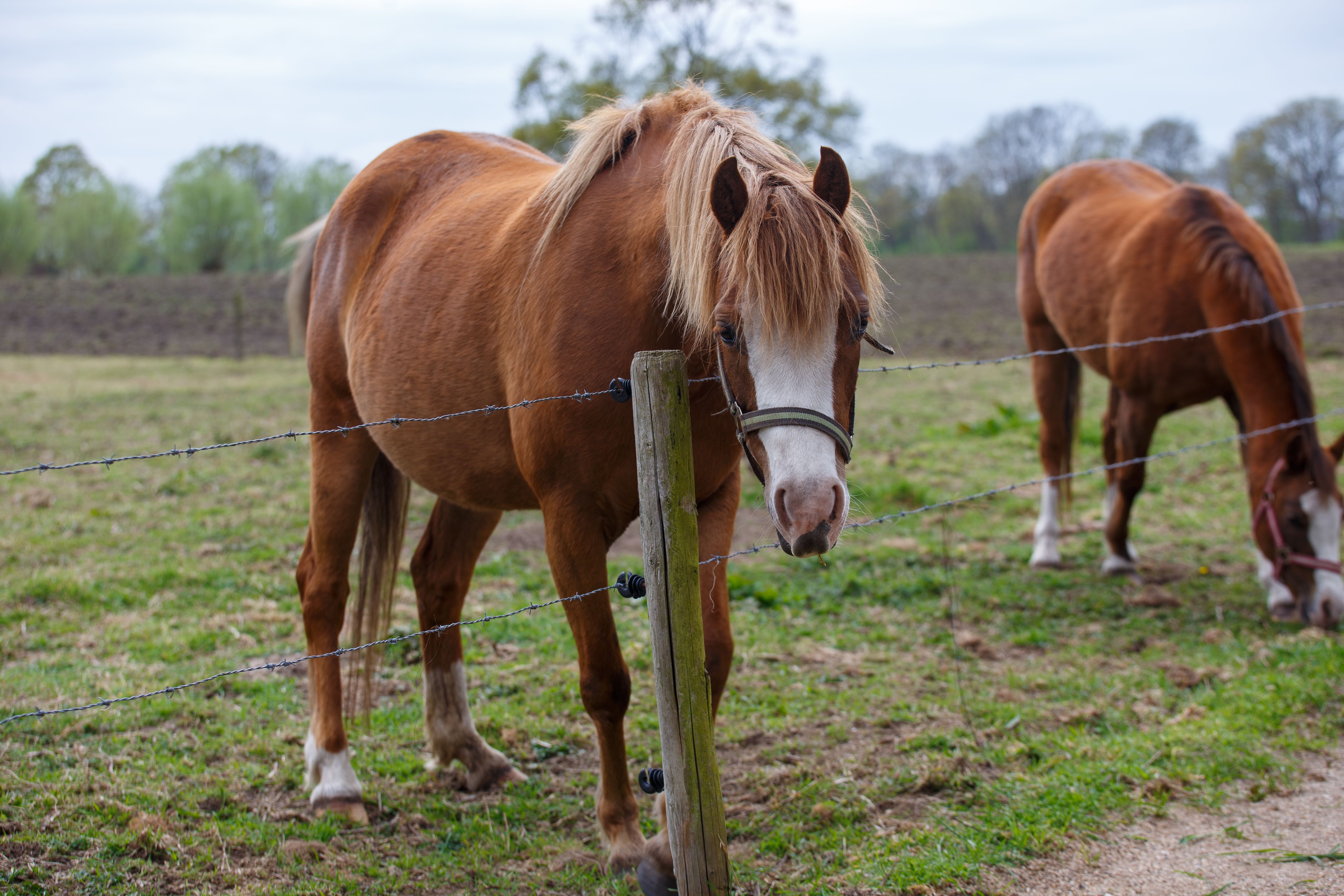 hoof white line