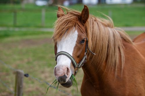 Free A chestnut horse with a white blaze grazes in a green pasture. Stock Photo