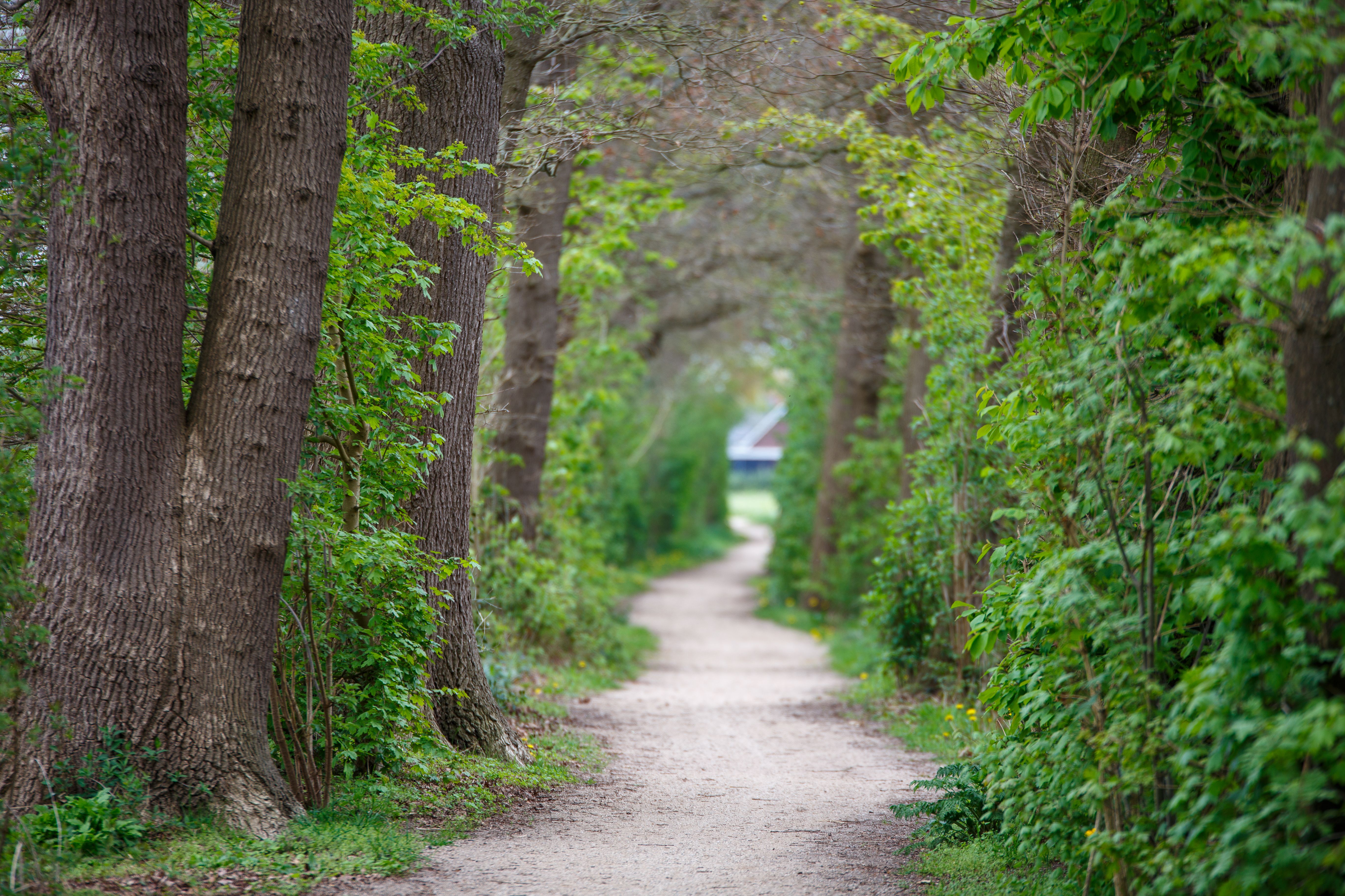 Inspirerende fietspaden door Nederlandse natuur