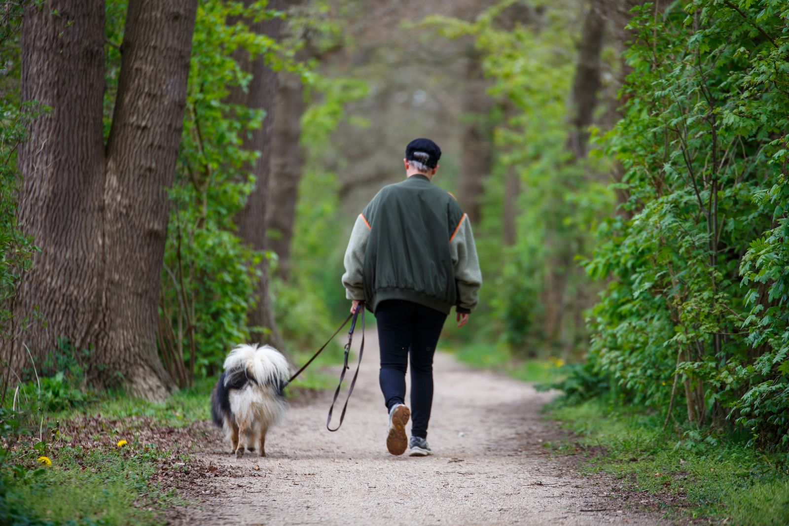 A person walking a dog on a woodland path