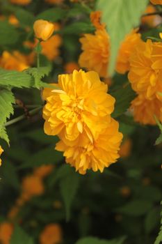 yamabuki kerria yellow flower