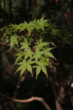 Detailed image of Japanese maple leaves in a natural outdoor setting, showcasing the vivid green color and intricate leaf patterns.