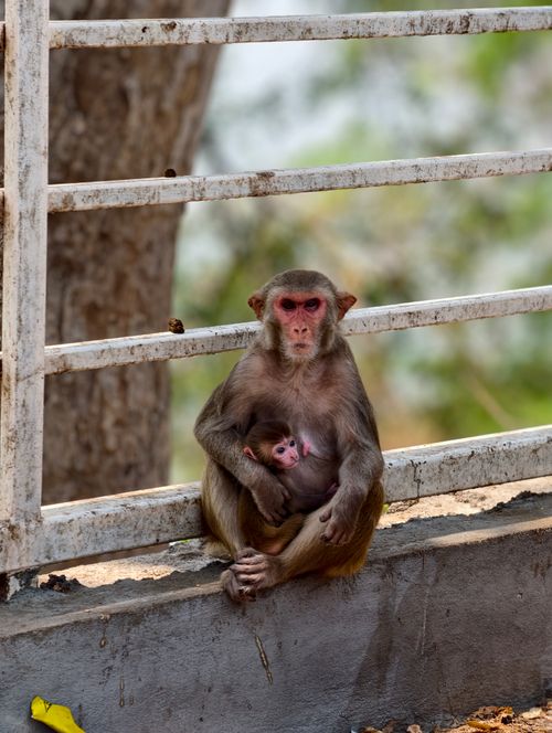 Free A rhesus macaque mother cradles her baby on a sunny day at a concrete ledge. Stock Photo