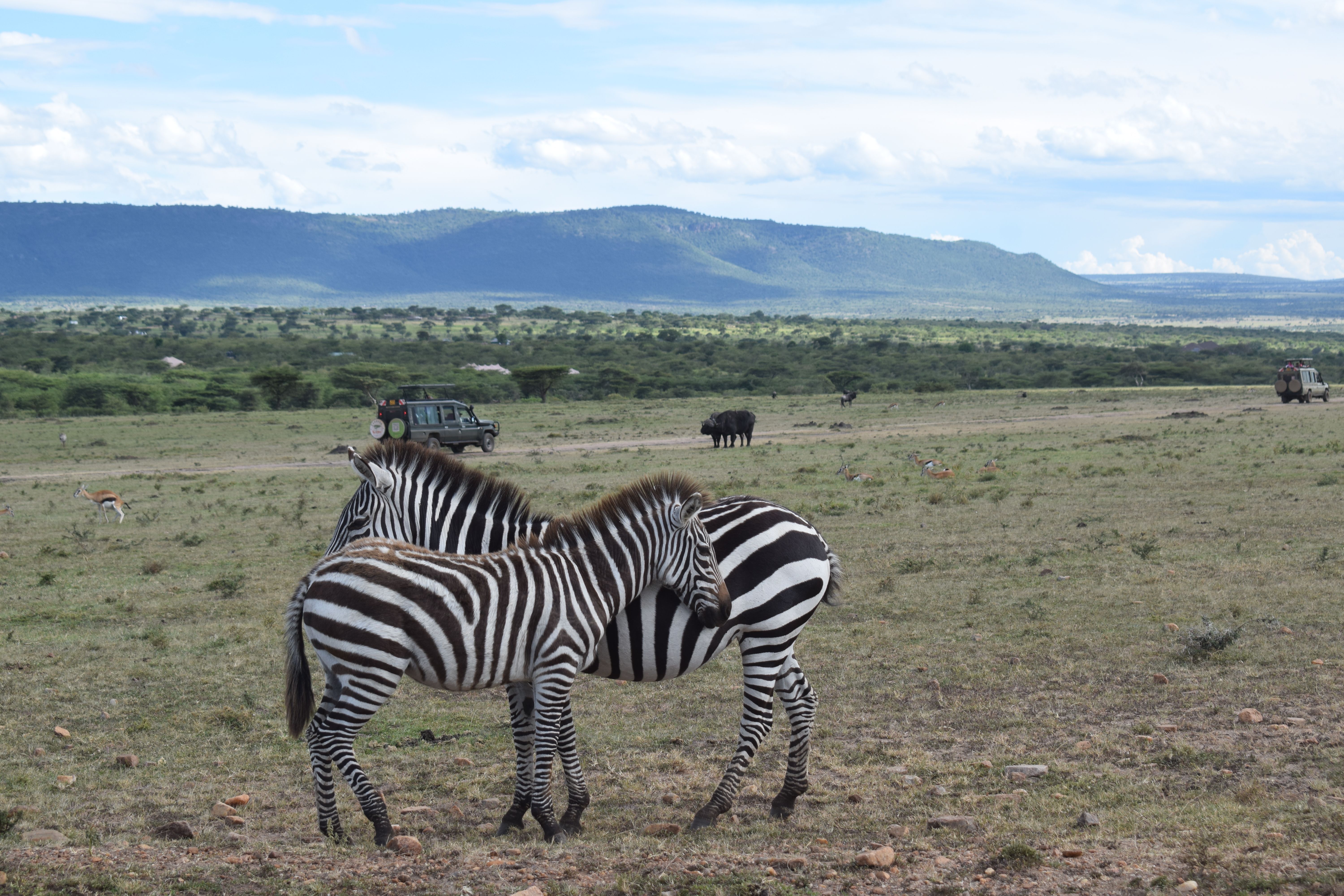 Pair of zebras standing in the African savanna with a safari in the background.