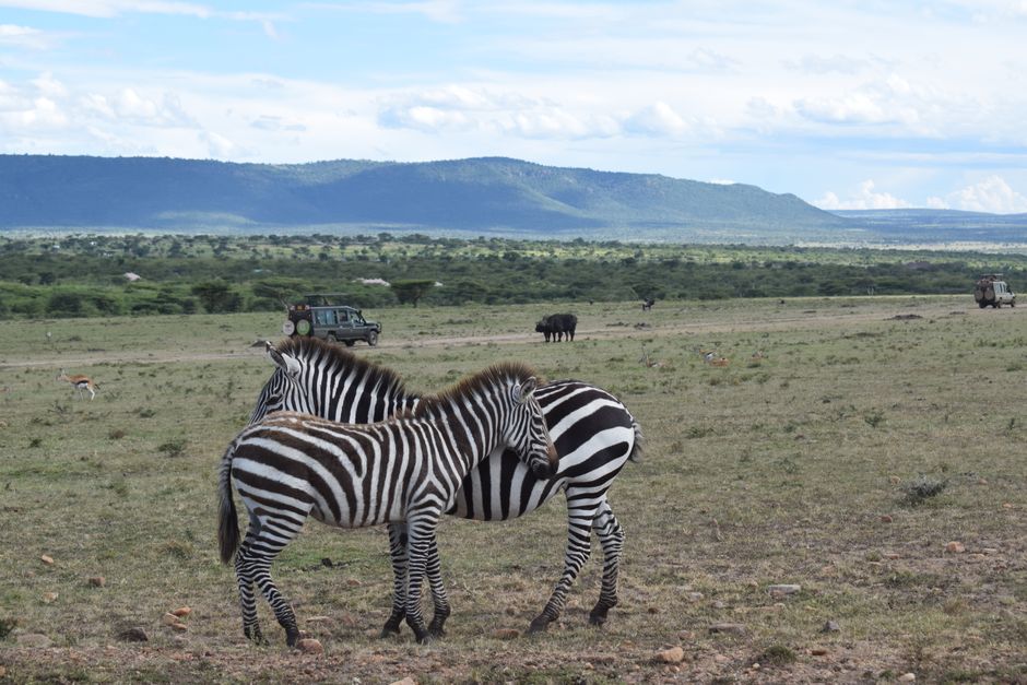 Pair of zebras standing in the African savanna with a safari in the background.