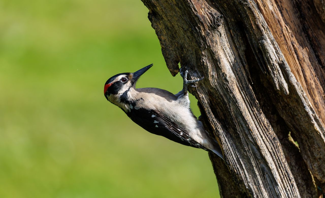 a close up of a woodpecker with red markings on a tree trunk against a