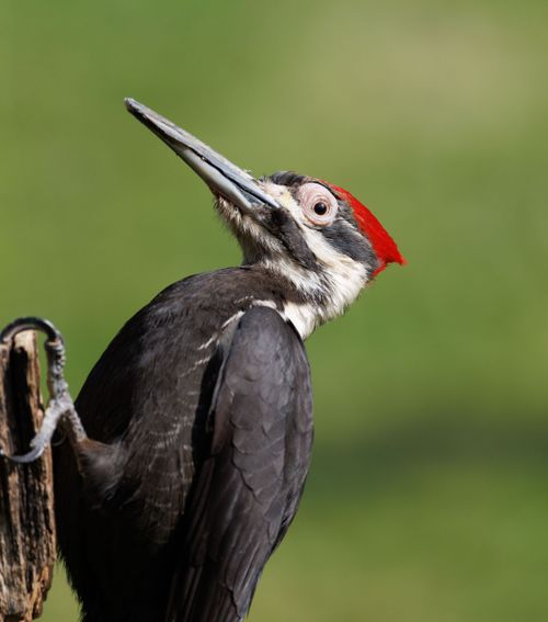 Free A striking image of a Pileated Woodpecker perched on a tree with a vibrant green background. Stock Photo
