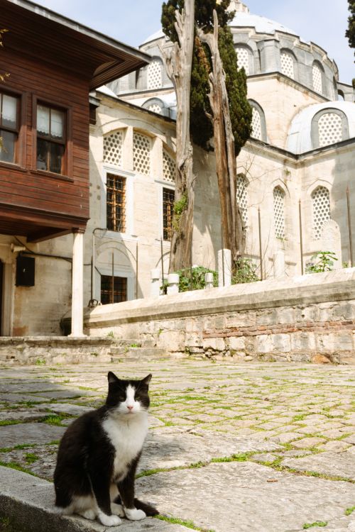 Free Black and white cat sitting in the courtyard of a historic mosque in Istanbul, Türkiye. Stock Photo