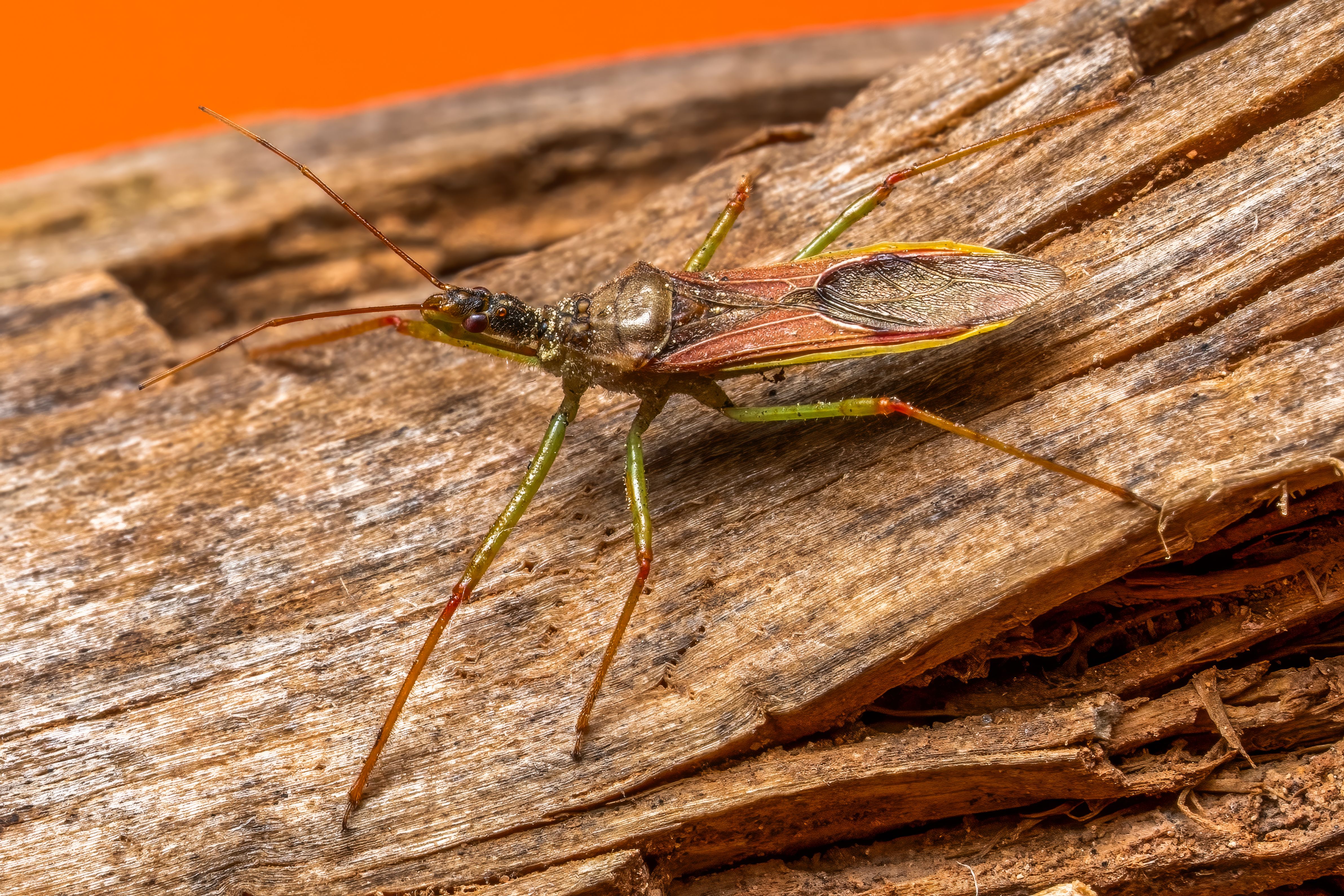 Close-up Macro Shot of a Stink Bug on Wood · Free Stock Photo