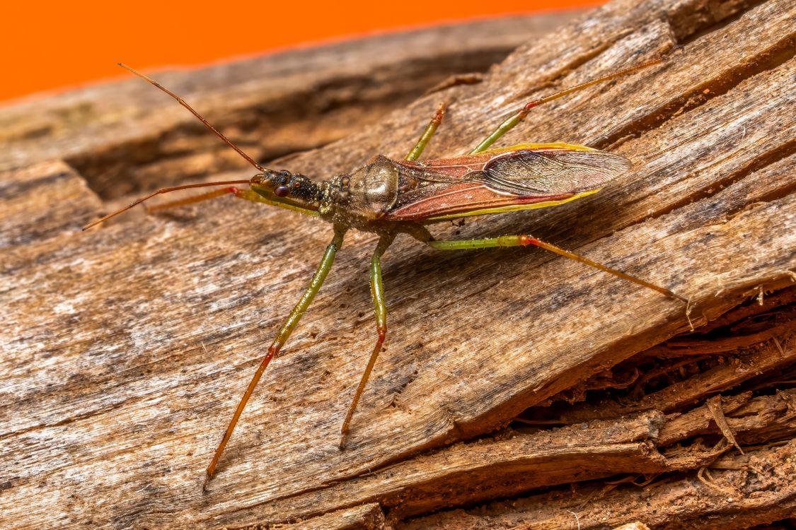 Bug Shot Close-up Macro Shot of a Stink Bug on Wood · Free Stock Photo