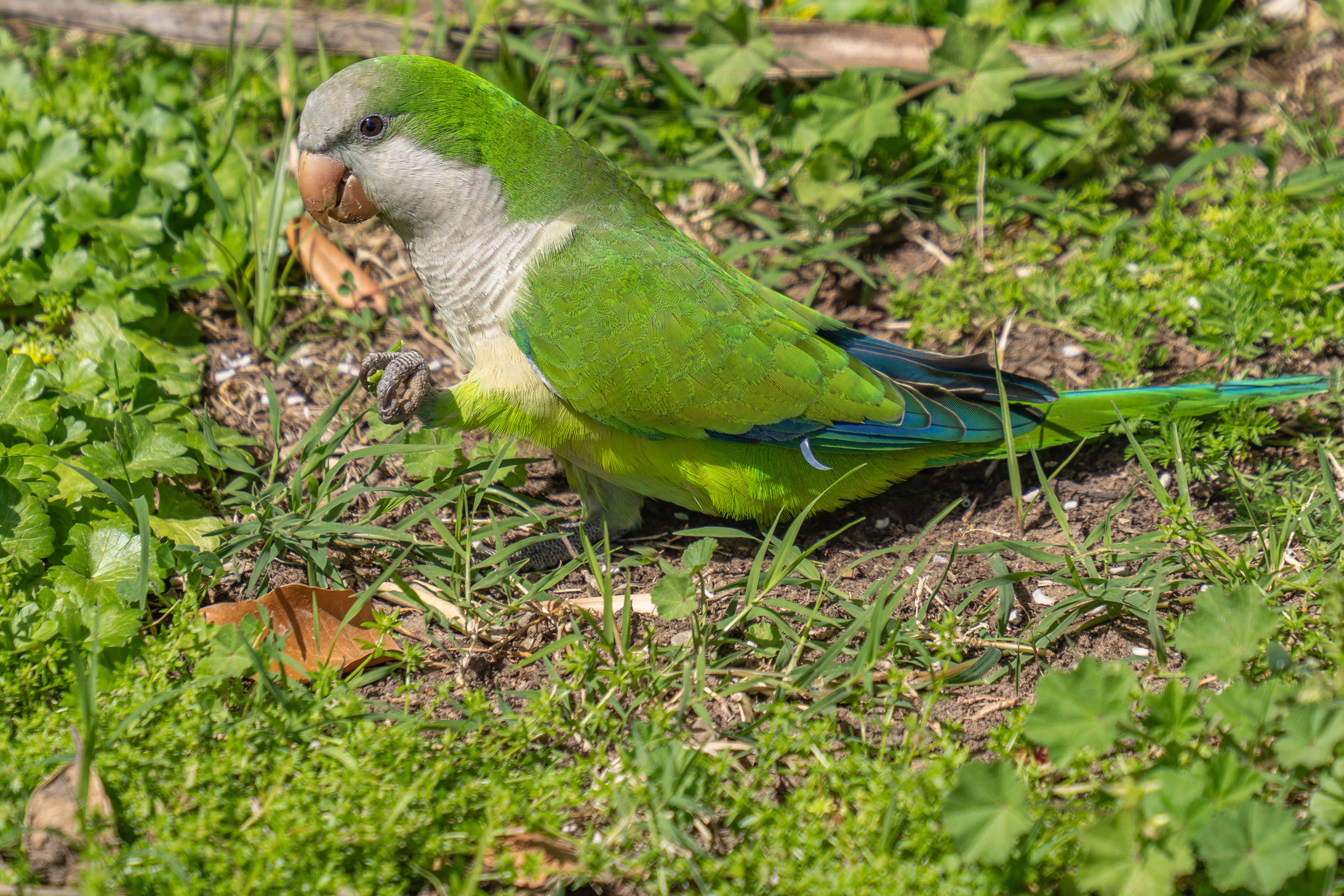 Parrot showing feather loss and bare patches from plucking