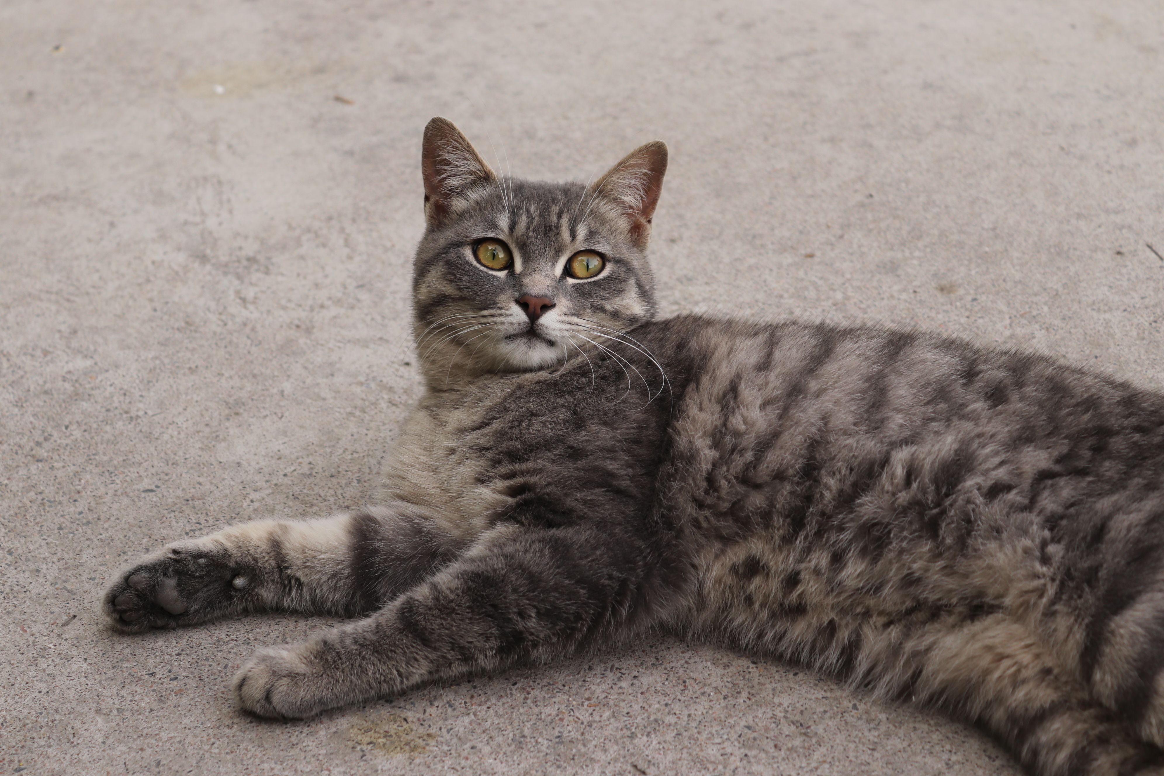Portrait of a cat at a veterinary clinic