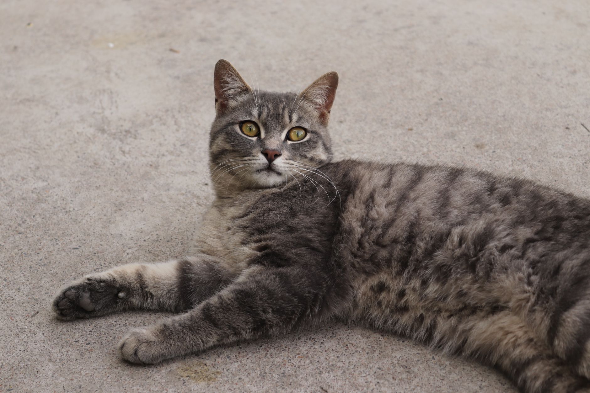 Portrait of a cat at a veterinary clinic