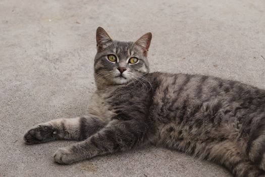 A relaxed gray tabby cat lounging on a smooth concrete surface outdoors.