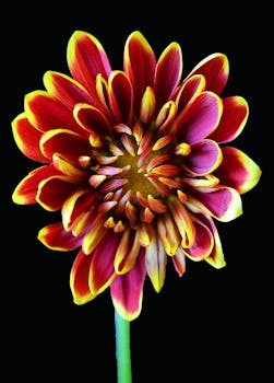 黑色背景下，一朵充满活力的菊花特写，花瓣鲜艳红黄相间