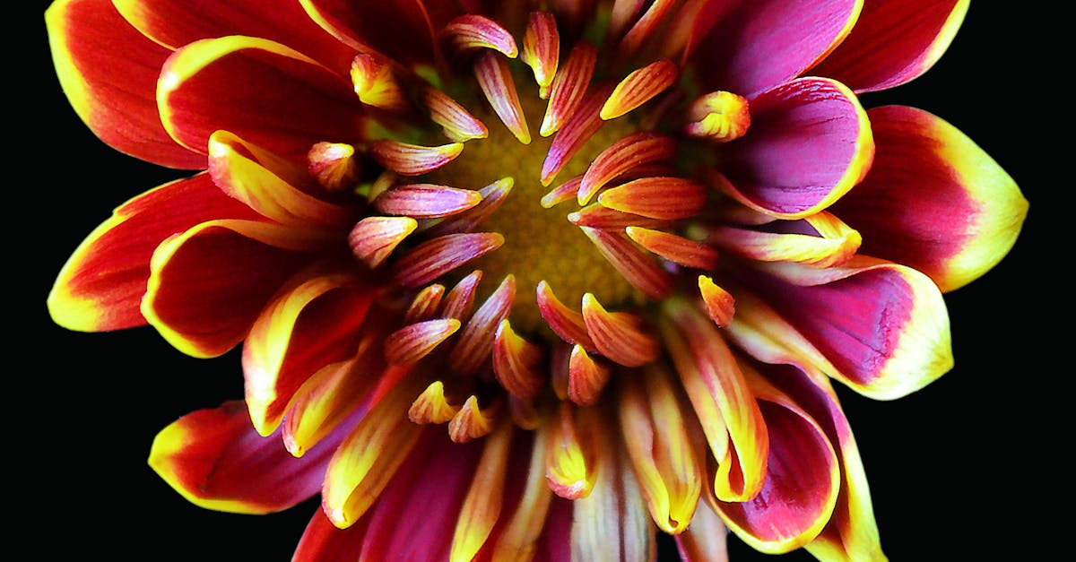 Red-and-yellow Petaled Flower · Free Stock Photo