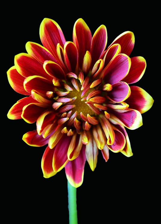 Red-and-yellow Petaled Flower