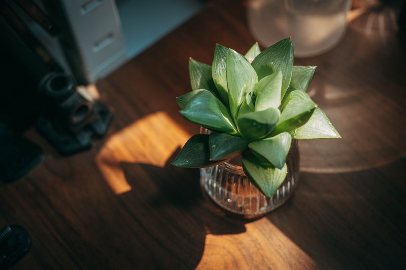 tall snake plant in a ceramic pot on a desk corner