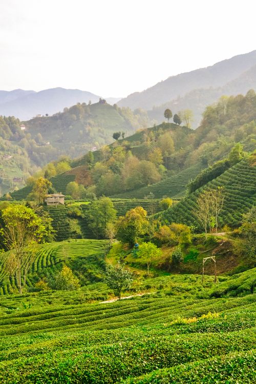 Free Beautiful tea plantations stretch across the rolling hills of Rize, Türkiye, in vibrant green shades. Stock Photo