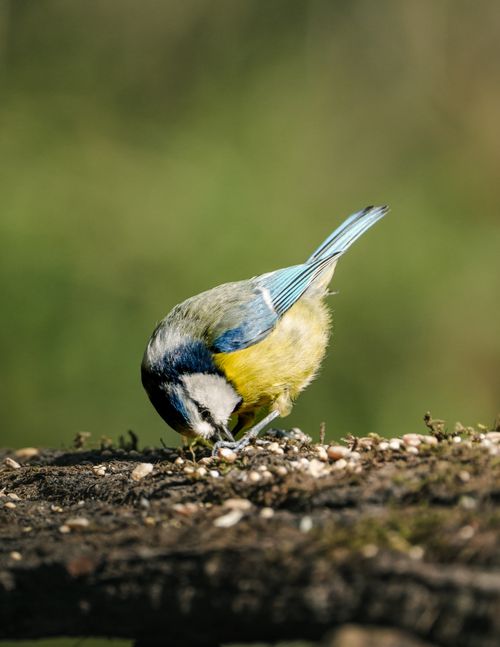 Free Eurasian blue tit feeding on seeds, showcasing vibrant plumage and natural behavior. Stock Photo