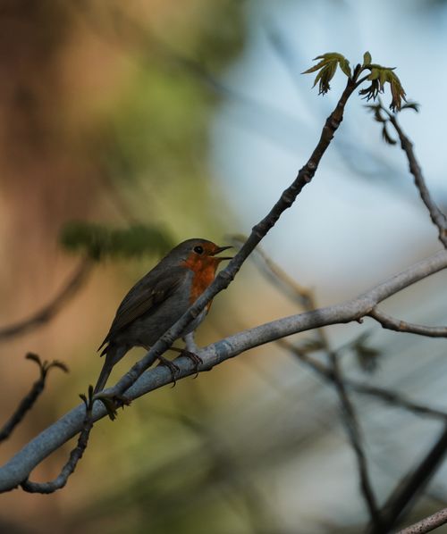 Free Close-up of a robin on a branch, highlighting the vibrant orange chest and early spring foliage. Stock Photo