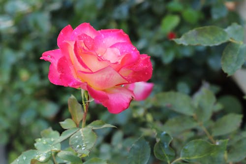玫瑰, 玫瑰花, 粉紅色的玫瑰 的 免費圖庫相片