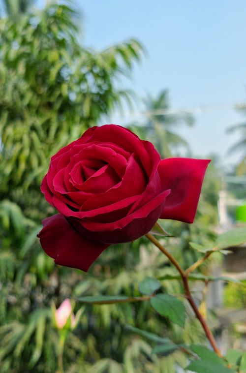 Free A stunning red rose in full bloom against a backdrop of lush green foliage, captured in daylight. Stock Photo