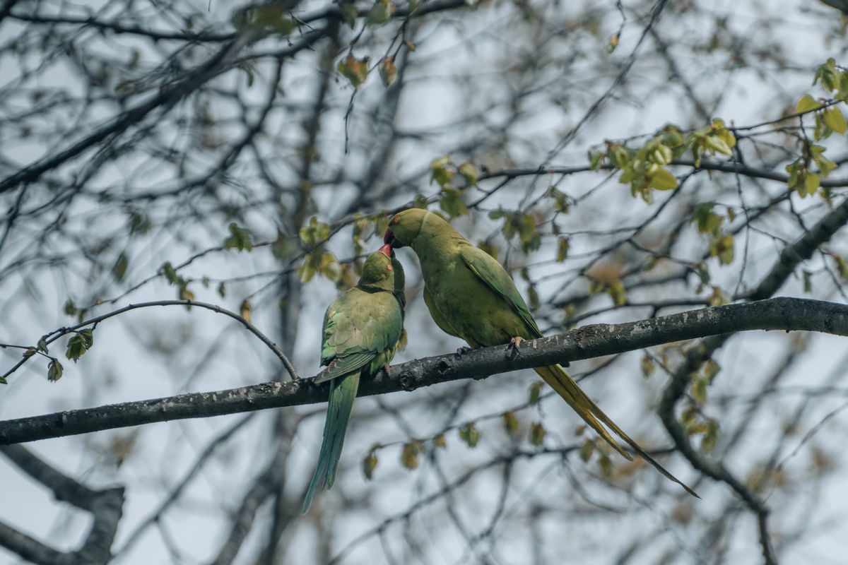 Twee groene halsbandparkieten met rode snavel en lange staart in een kale boom met jonge blaadjes
