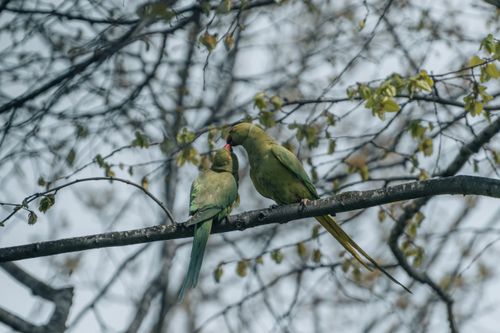 Free Pair of green parakeets interact on a tree branch, surrounded by budding leaves, signaling spring. Stock Photo