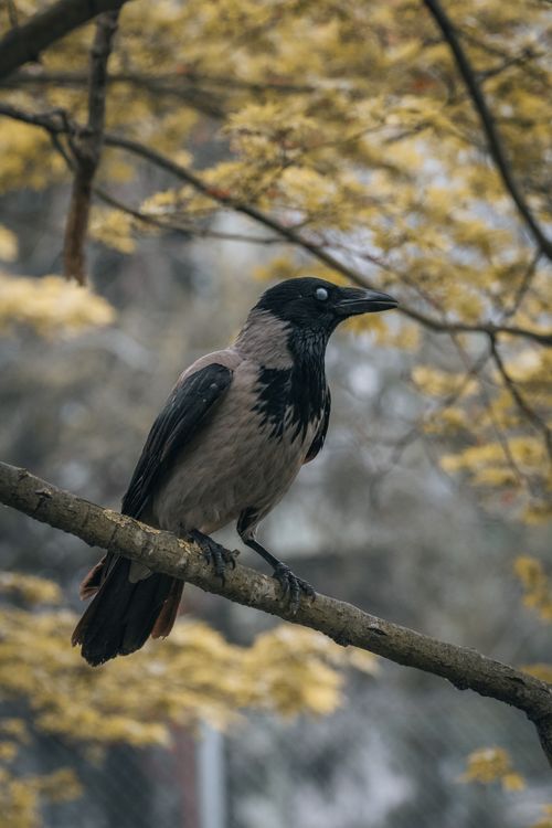 Free A solitary hooded crow perched on a branch among autumn foliage. Stock Photo