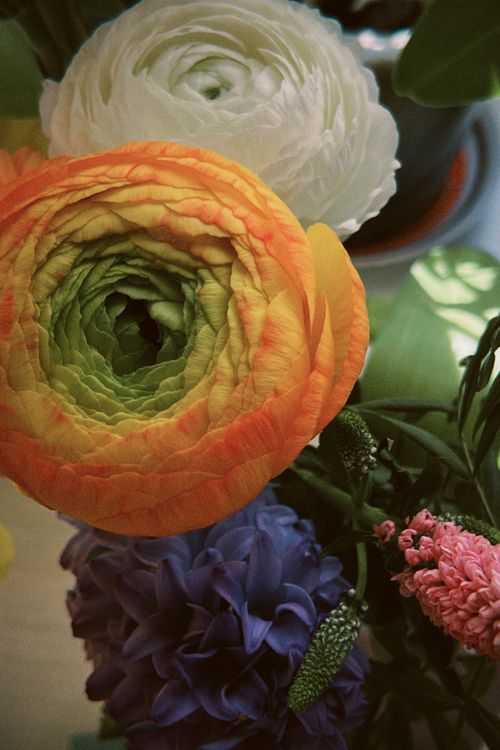 Free Close-up of a colorful bouquet featuring ranunculus and hyacinth flowers, showcasing natural beauty and vibrant colors. Stock Photo