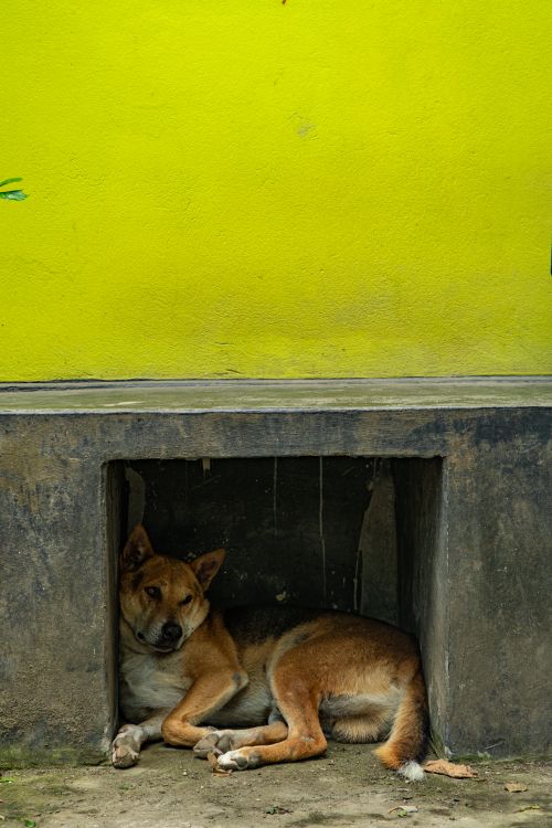 Free A brown dog rests peacefully in a small cubby against a vivid yellow wall outdoors. Stock Photo