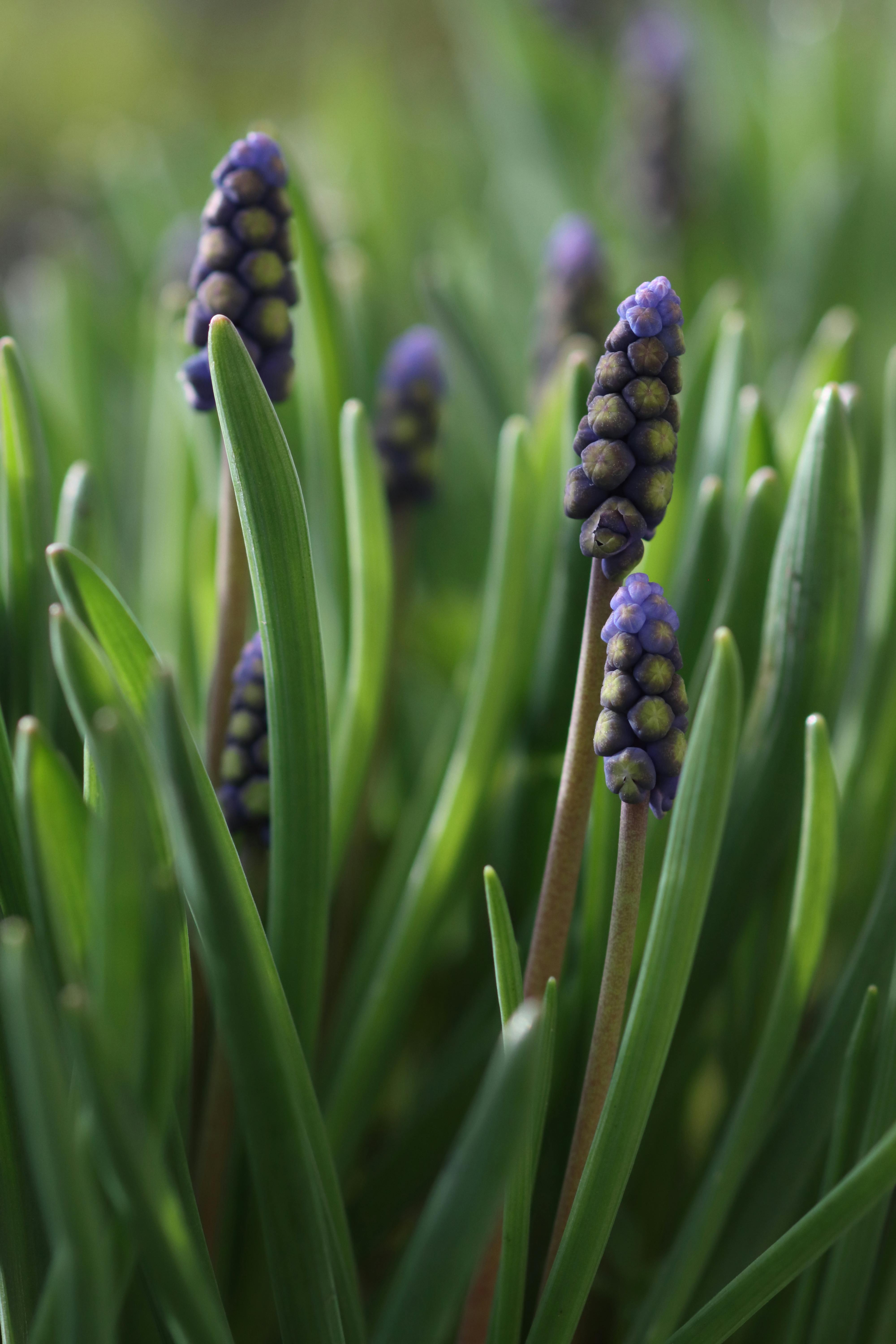 [ColoSach]-macro-shot-of-vibrant-purple-grape-hyacinths-with-lush-green-leaves.