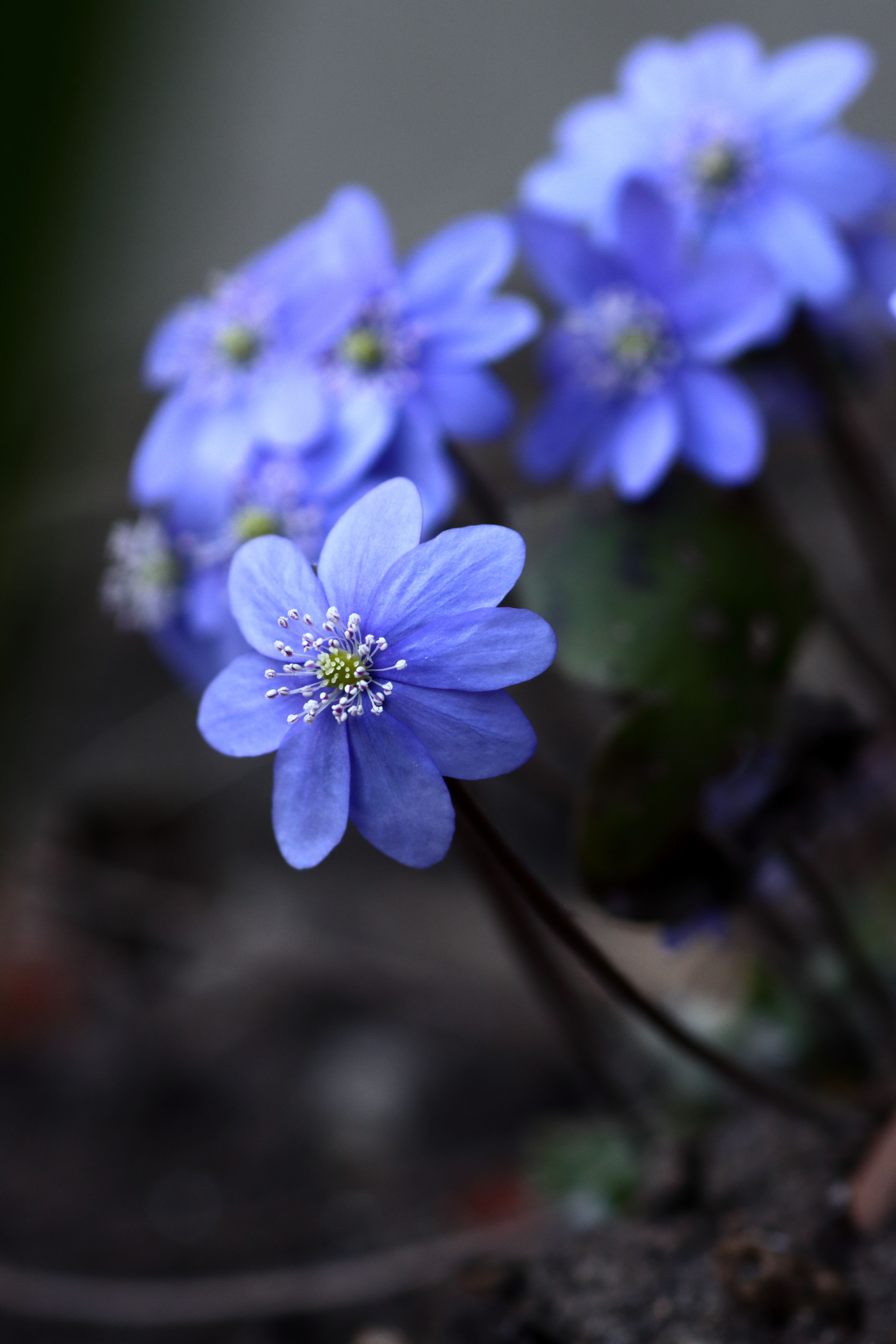 Vibrant Close-Up of Blue Hepatica Flowers in Bloom · Free Stock Photo