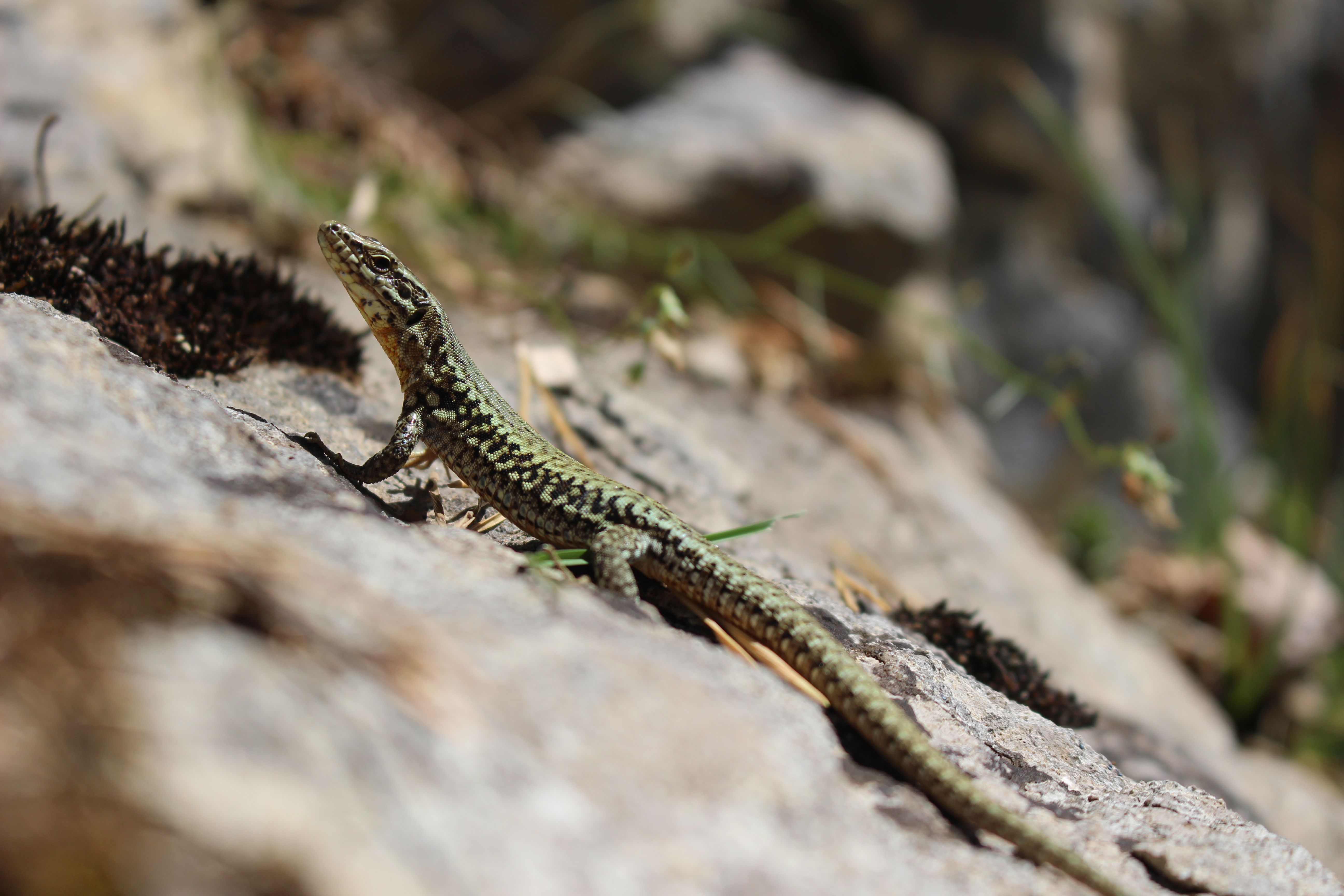 Detailed image of a lizard basking on sunlit rocky terrain.