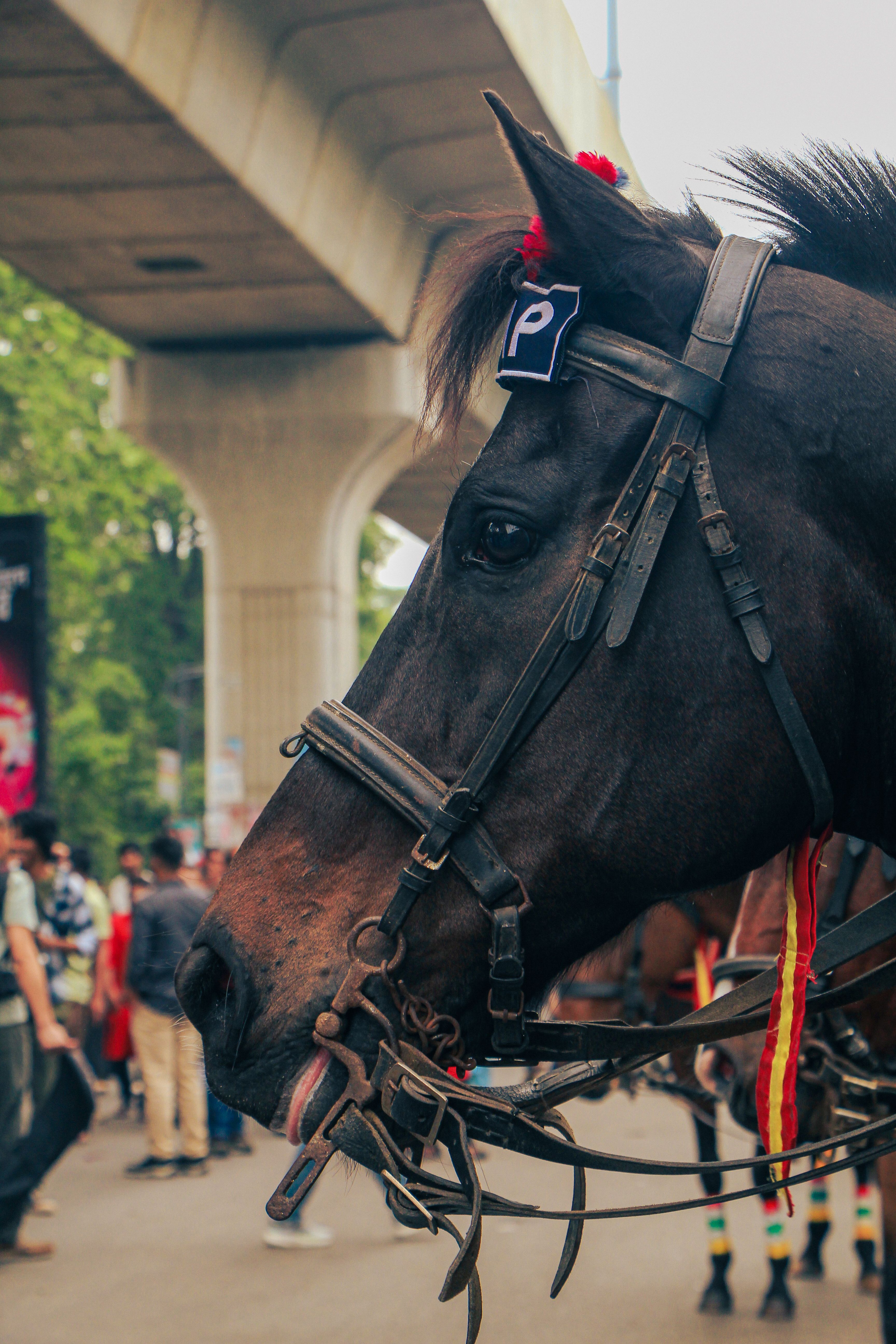 Close-up of a horse decorated for a festival in Dhaka, capturing traditional attire and vibrant colors.
