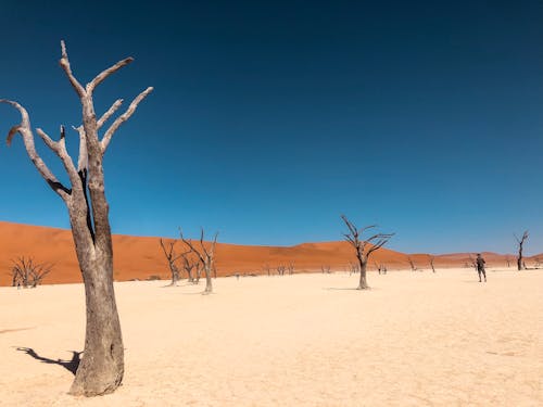 Bare Tree on Brown Sand Under Blue Sky