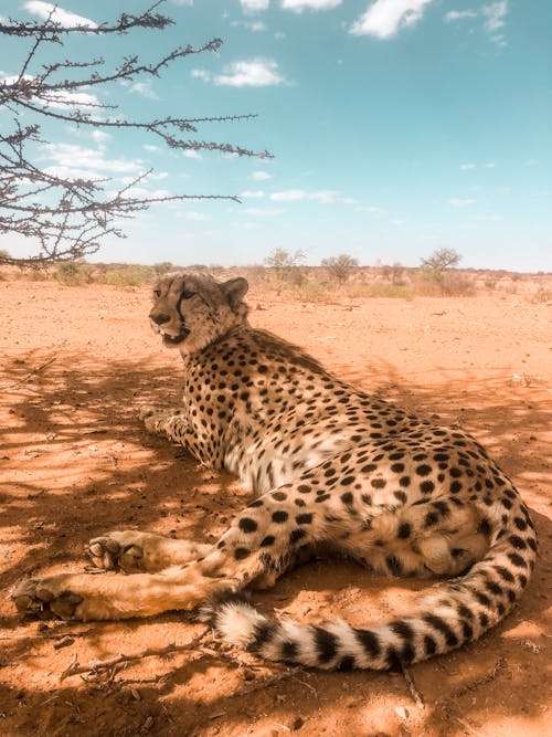 Cheetah W Pozycji Leżącej Pod Drzewem Na Brązowej Ziemi